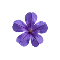 گل بنفشە (ویولت)