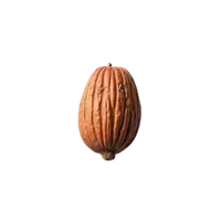 جوز هندی