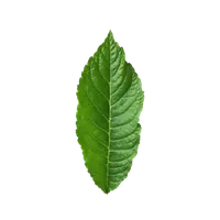 نعناع