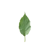 مریم گلی اسکلاریا (کلاری سیج)