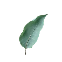 اکالیپتوس