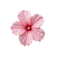 گل شمعدانی