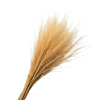 خس‌خس (وتیور) هائیتی