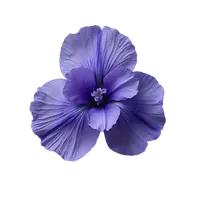 زنبق (ایریس)